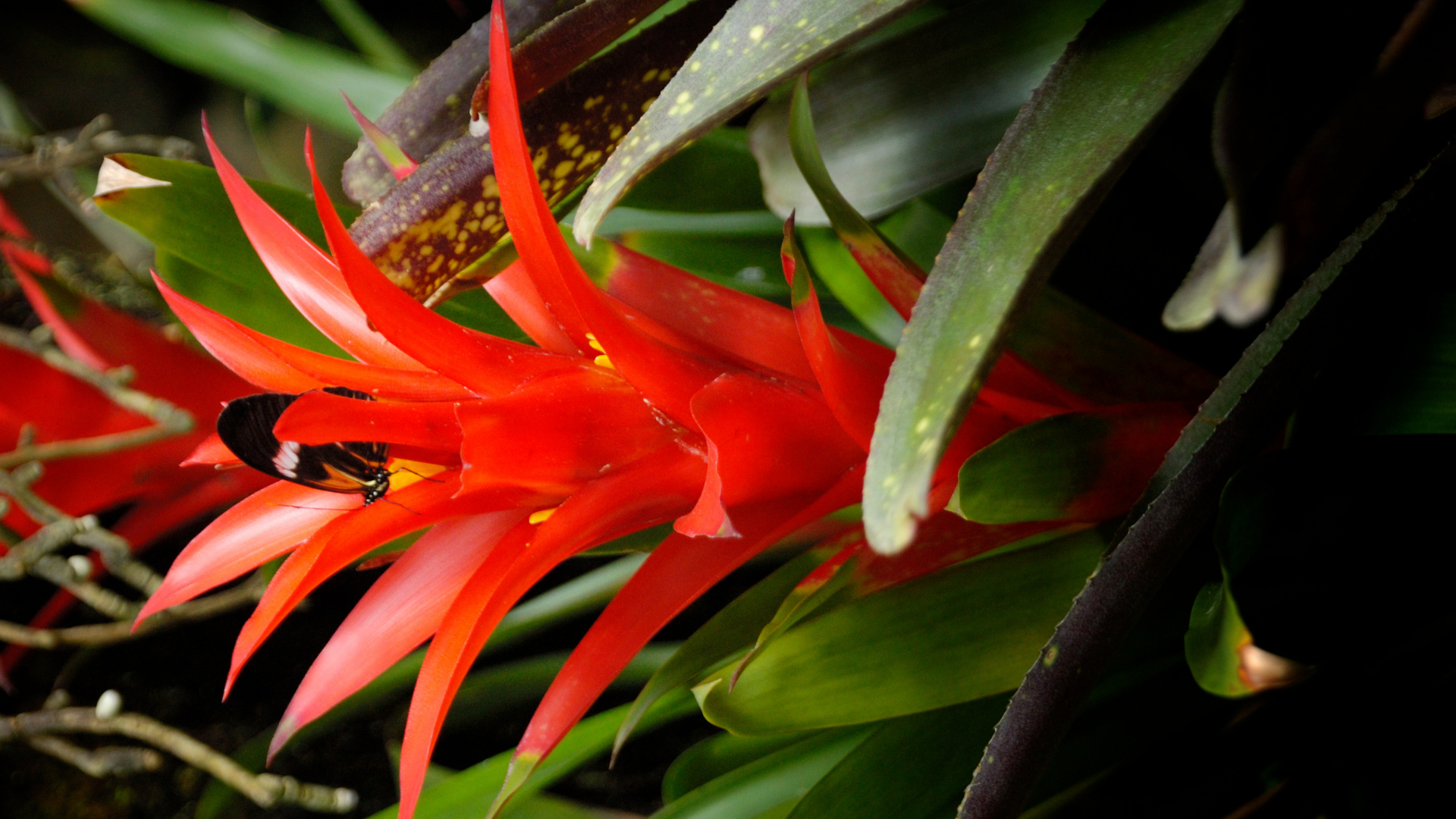 Bromelia