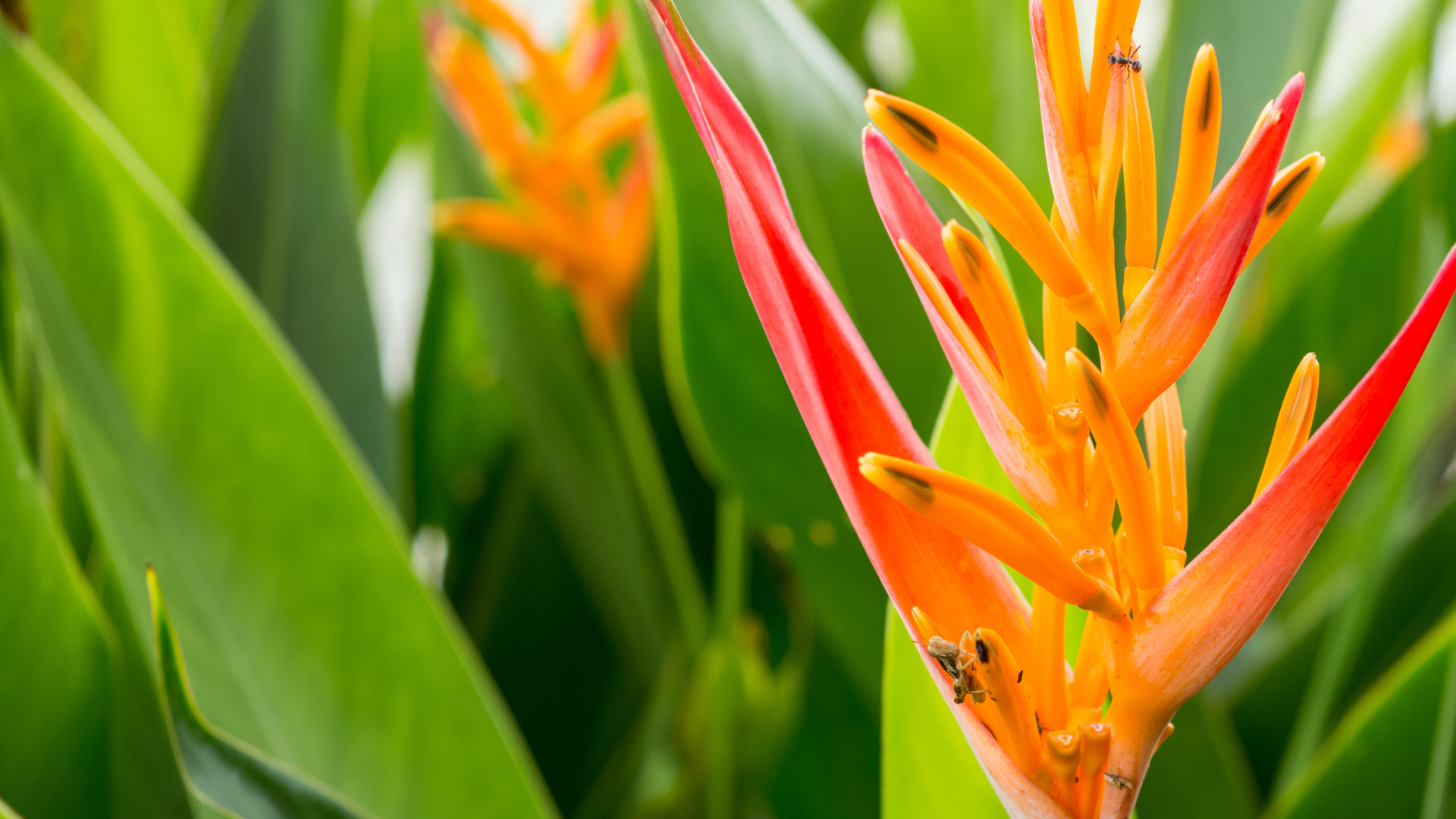 Heliconia