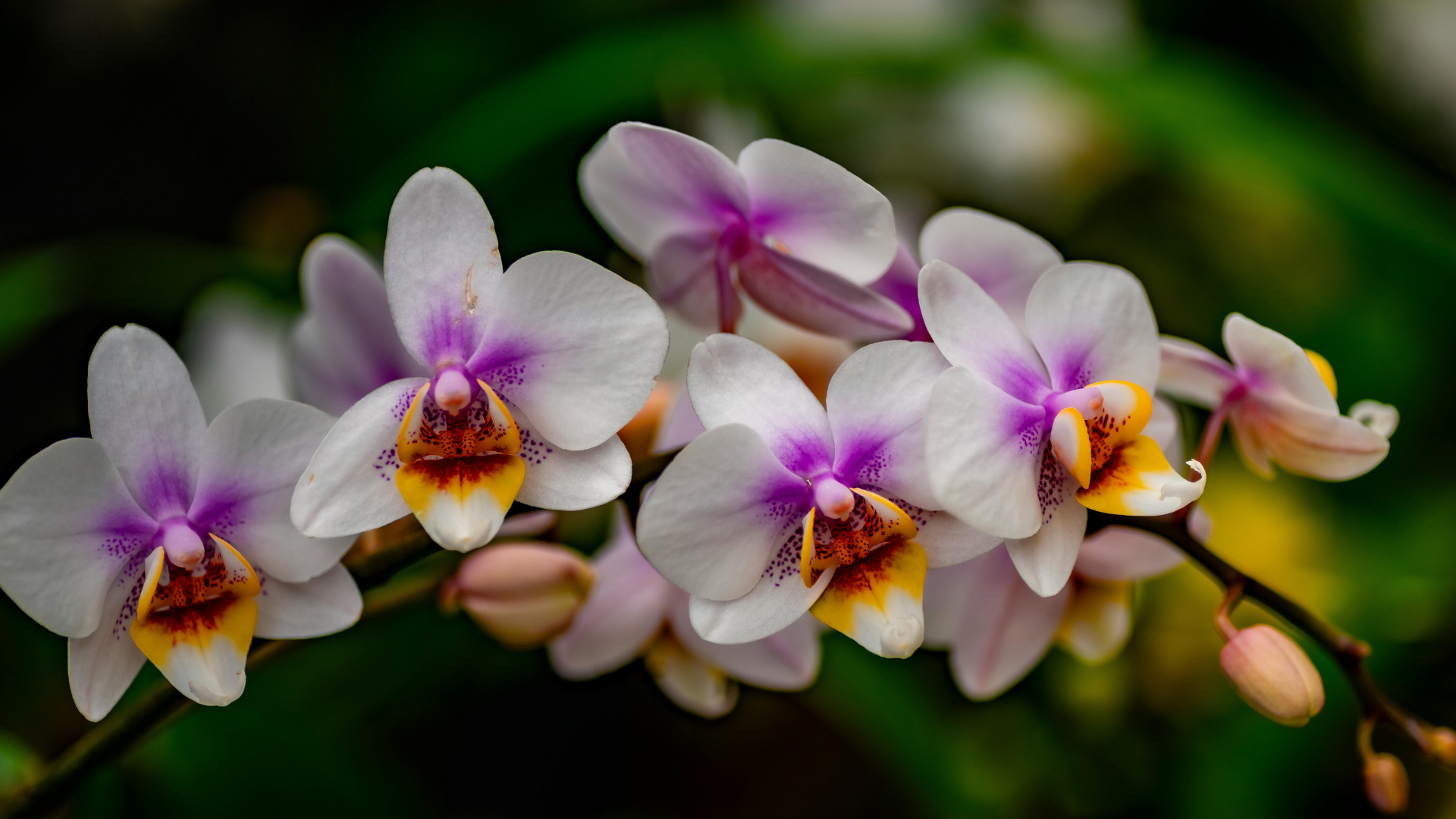 Orquídea